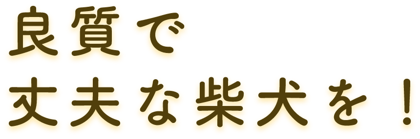 良質で丈夫な柴犬を！