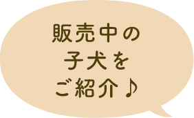 販売中の子犬をご紹介♪