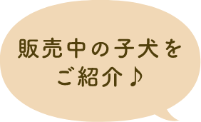 販売中の子犬をご紹介♪