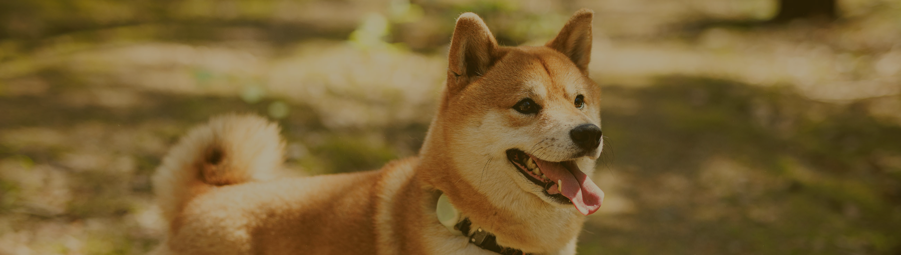 代表犬紹介キービジュアル