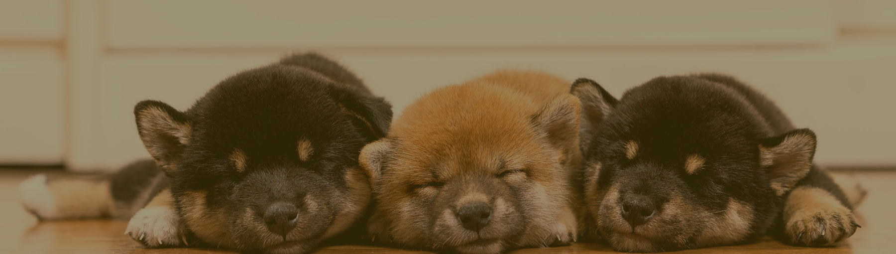 子犬紹介キービジュアル