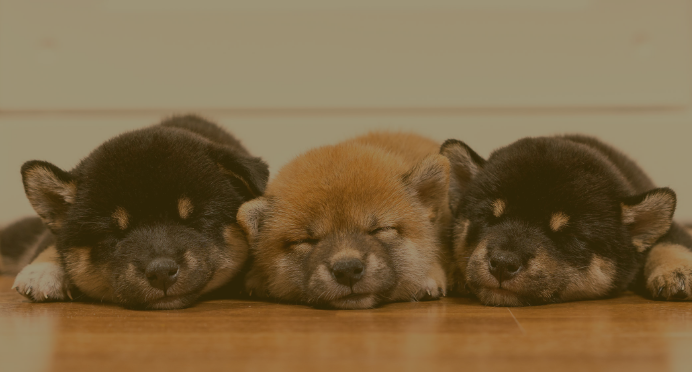 子犬紹介キービジュアル